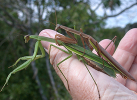 Narrow-winged Mantis